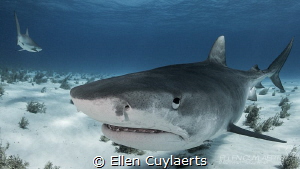 Tiger Shark close encounters are the best by Ellen Cuylaerts 